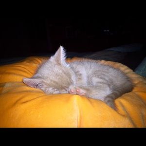 Meet your Posher, Paige