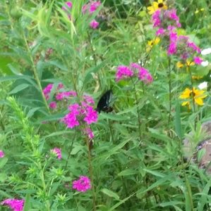 Meet your Posher, Terissa