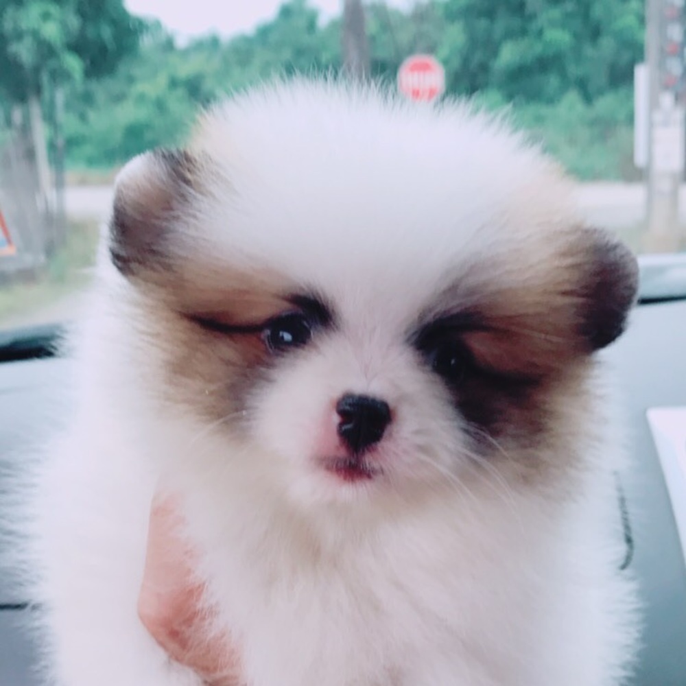 Meet your Posher, Ingrid