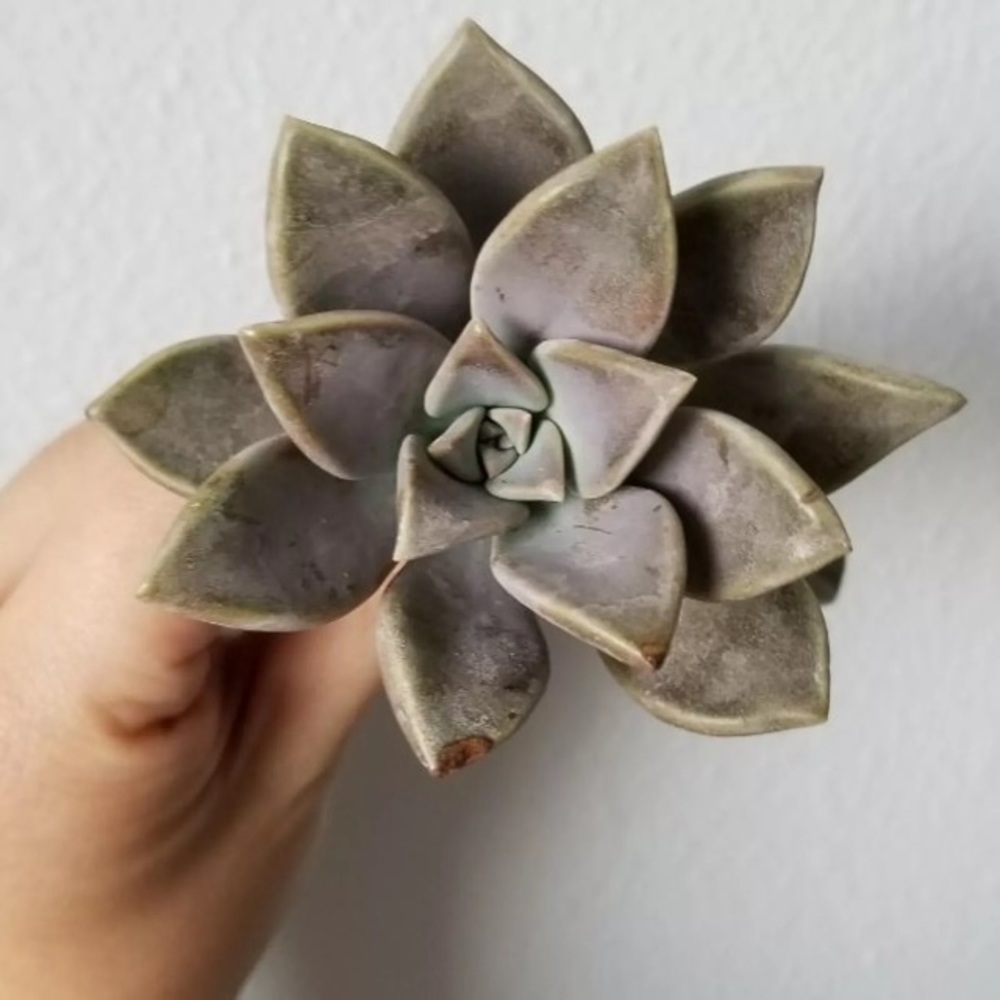 Graptopetalum Paraguayense Cutting