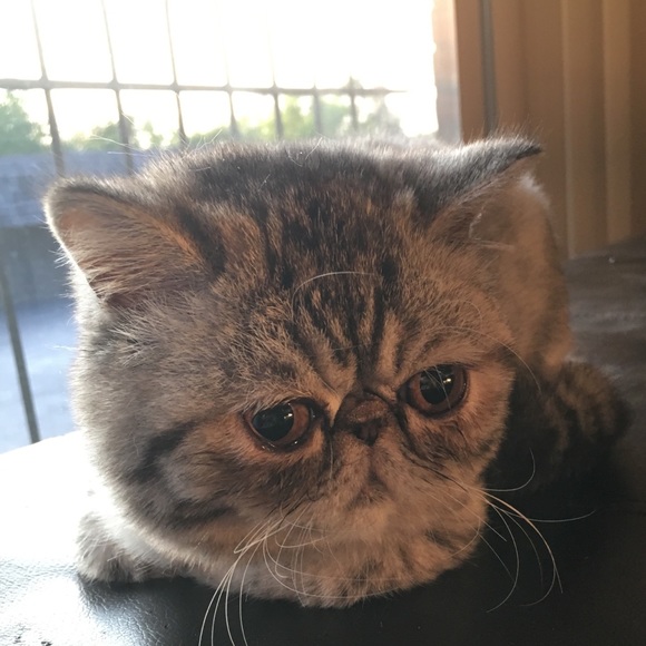 Meet your Posher, Xi - Picture 2 of 4