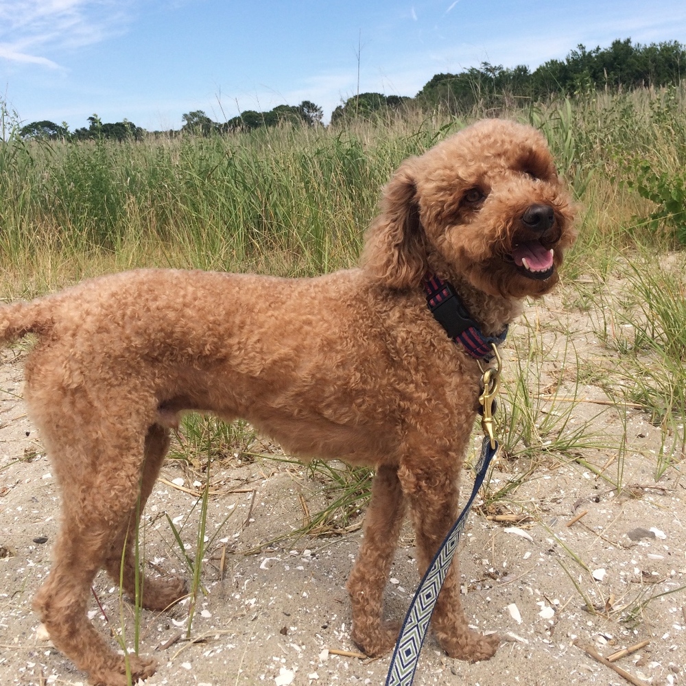 Meet your Posher, Willow