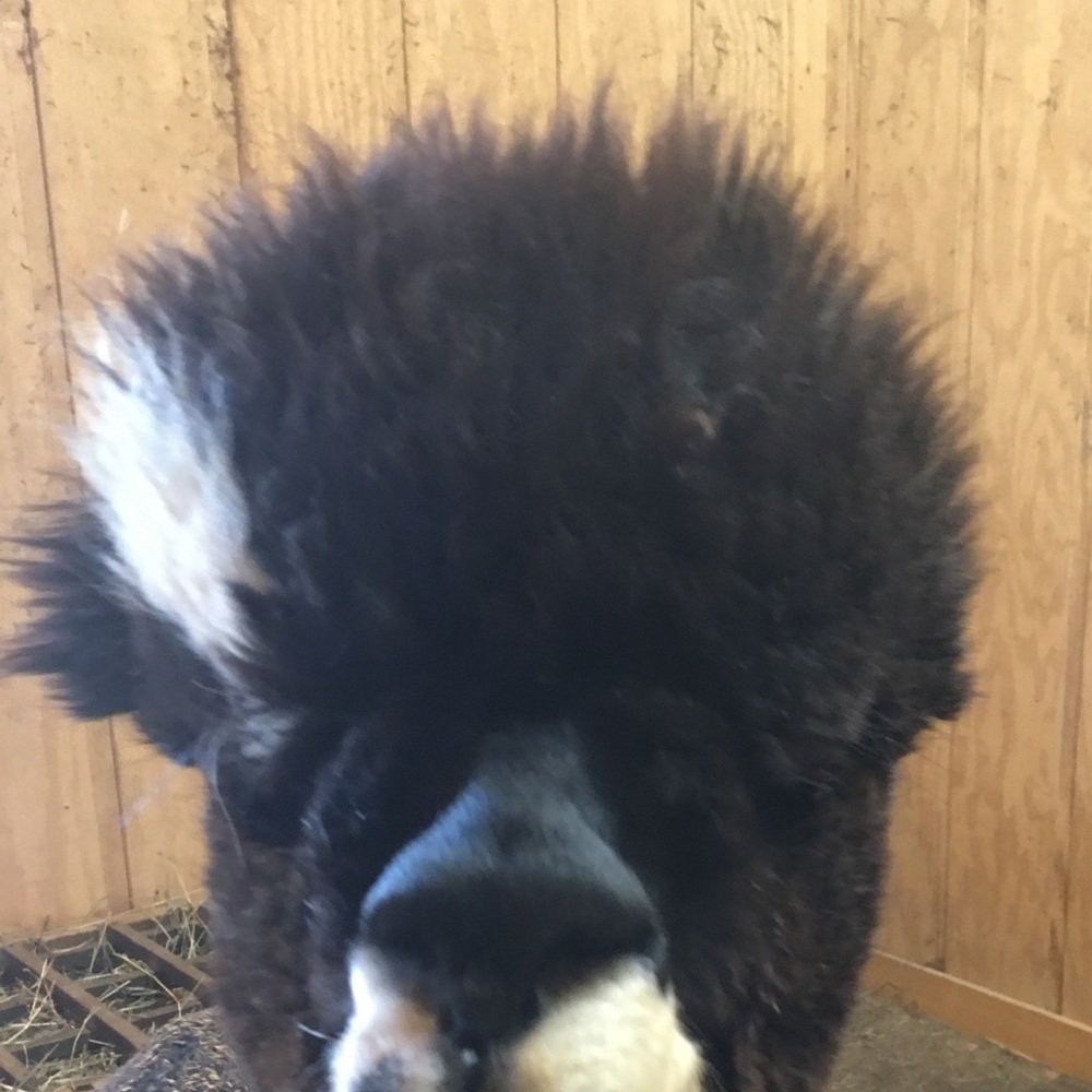 Meet your Posher, Karen