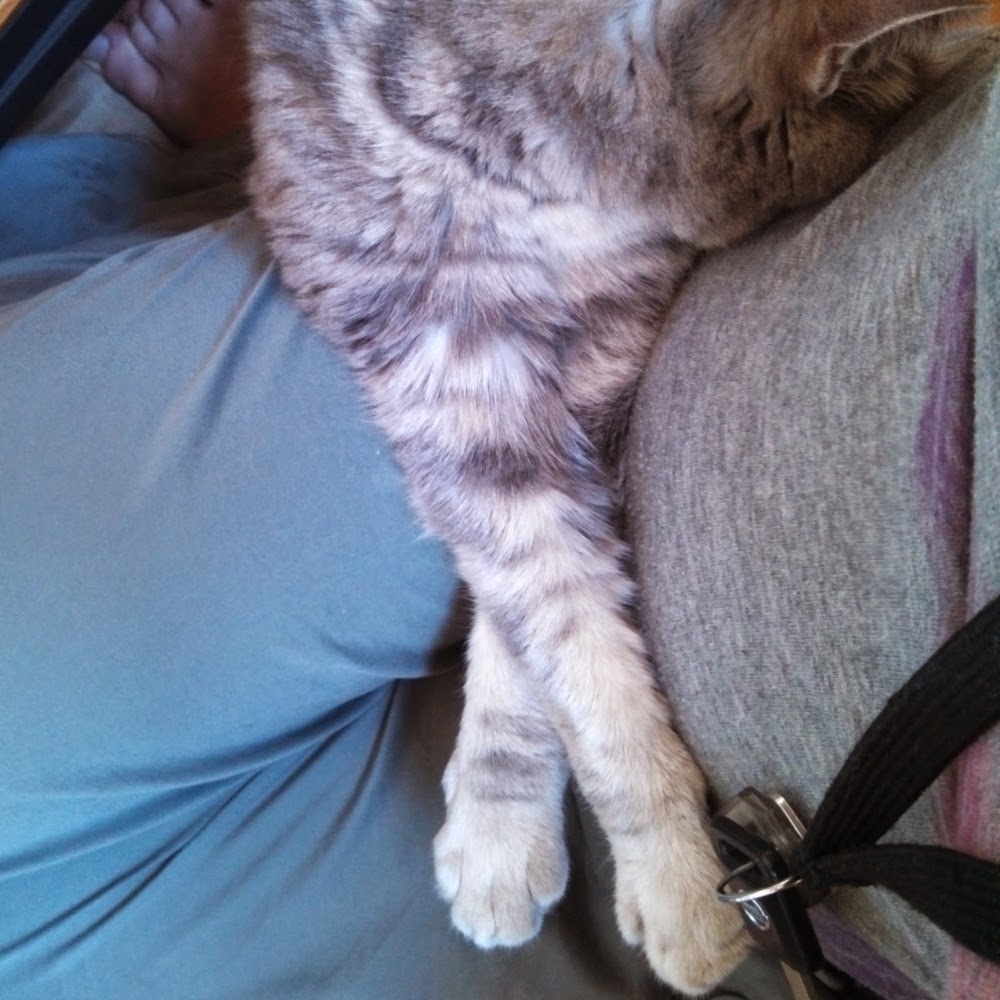 Meet your Posher, Ashfeather