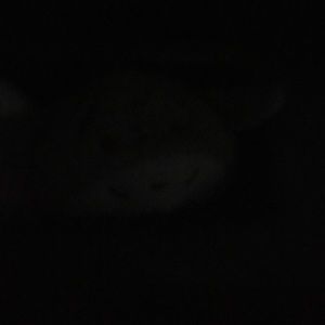 Meet your Posher, Elaine