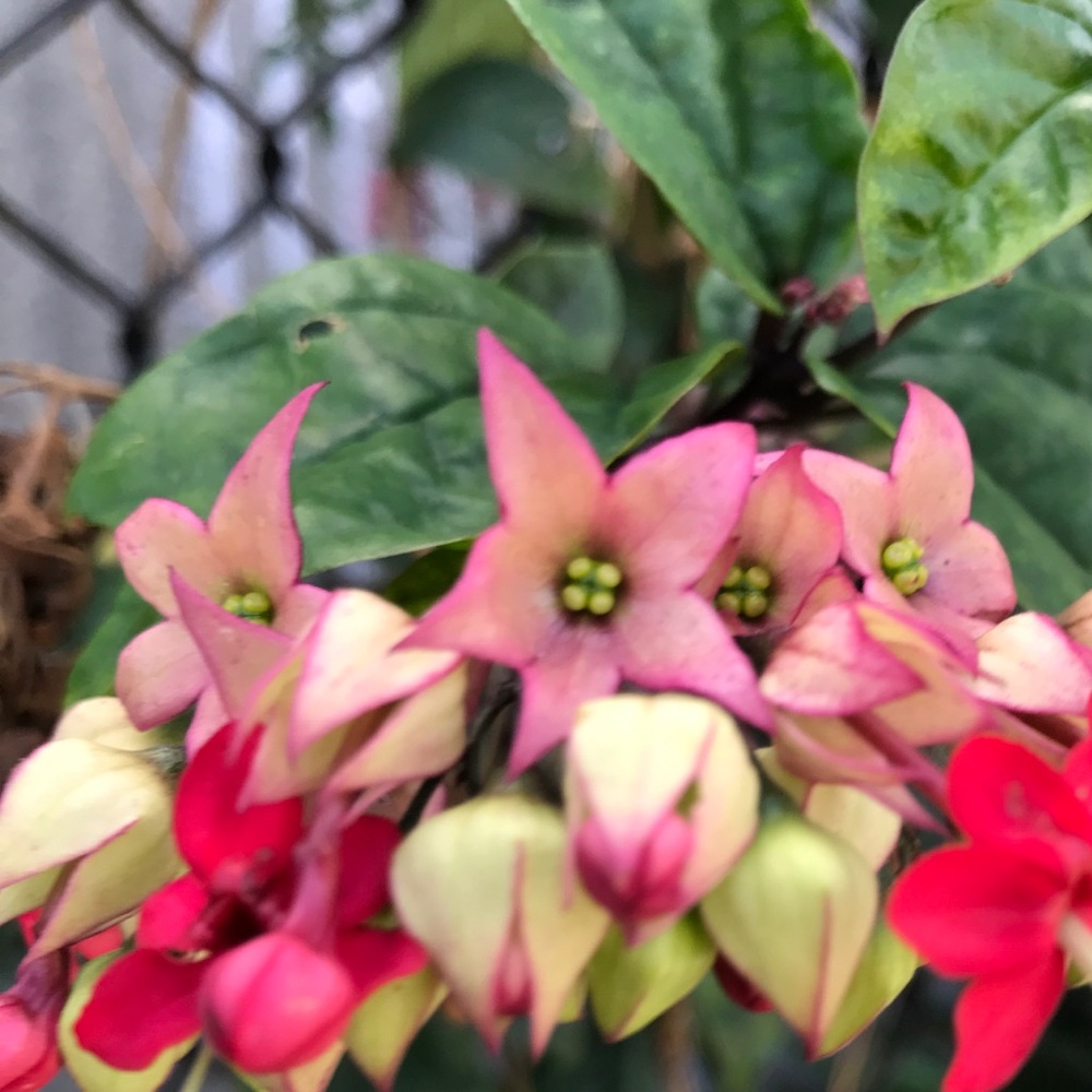 Meet your Posher, Yongli