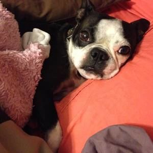 Meet your Posher, Da