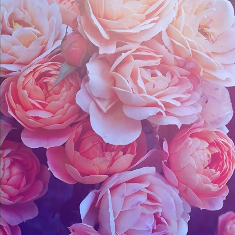 Meet your Posher, Miriam