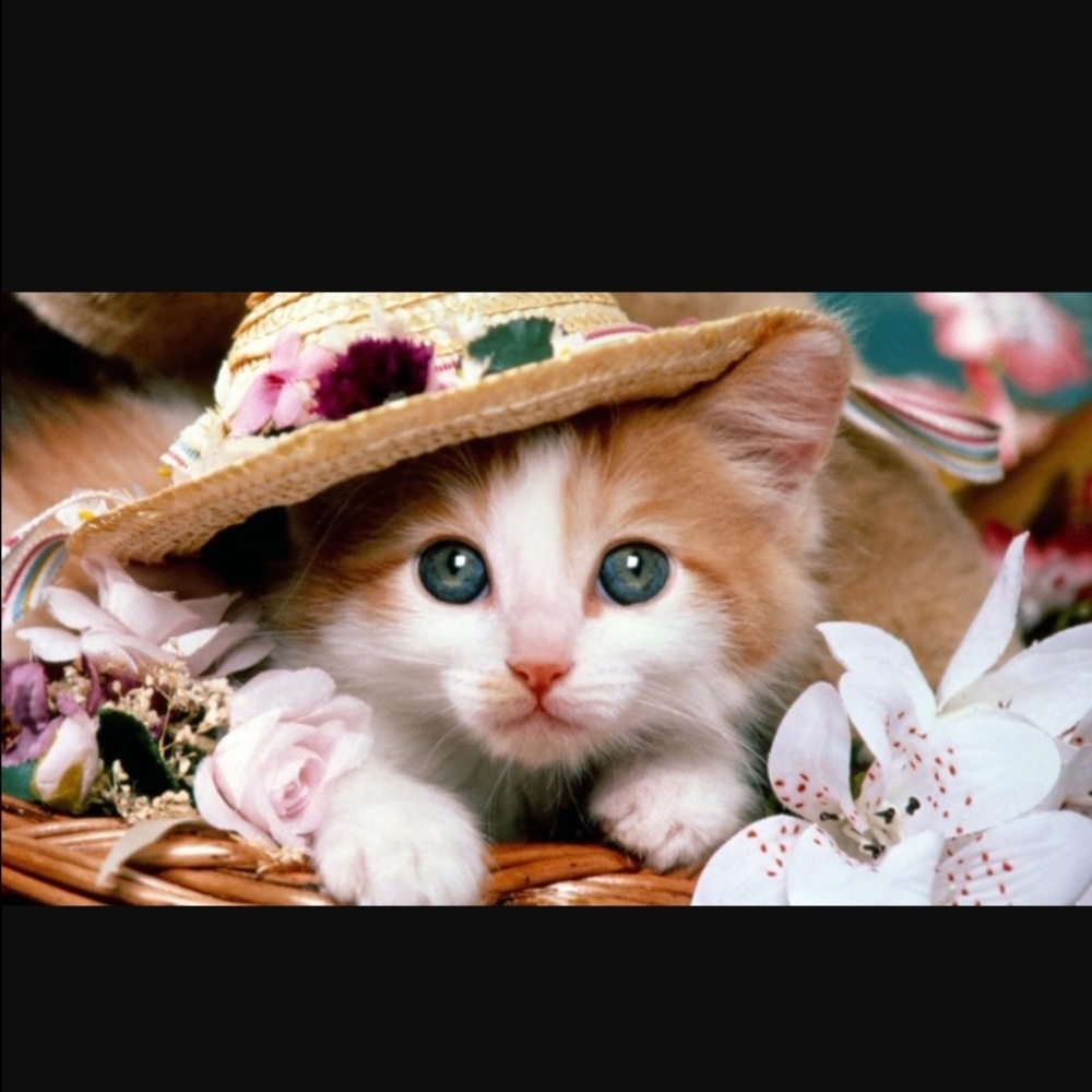 Meet your Posher, Lynn