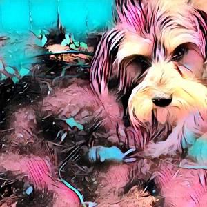 Meet your Posher, Devonny