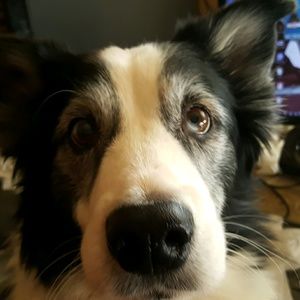 Meet your Posher, Althaea