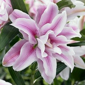 Meet your Posher, Alissa