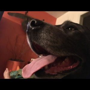 Meet your Posher, Anieca