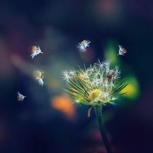 Meet your Posher, Mylan