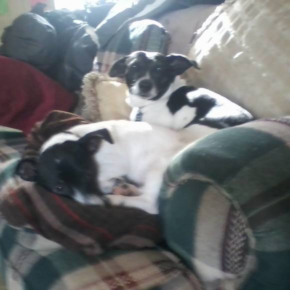 Meet your Posher, Dotty - Picture 1 of 1