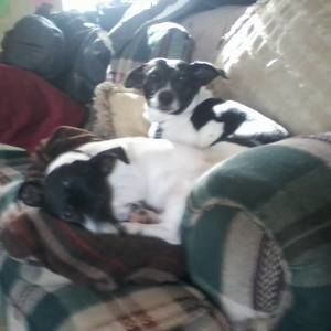 Meet your Posher, Dotty