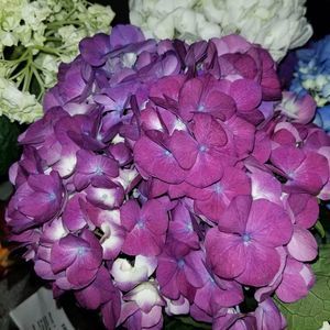 Meet your Posher, Mandy