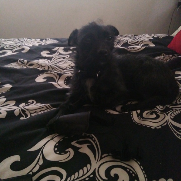 Meet your Posher, Endless Heirlooms - Picture 4 of 6