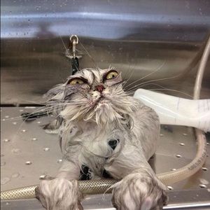 Meet your Posher, Rheana