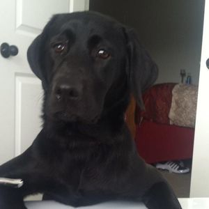 Meet your Posher, Robert