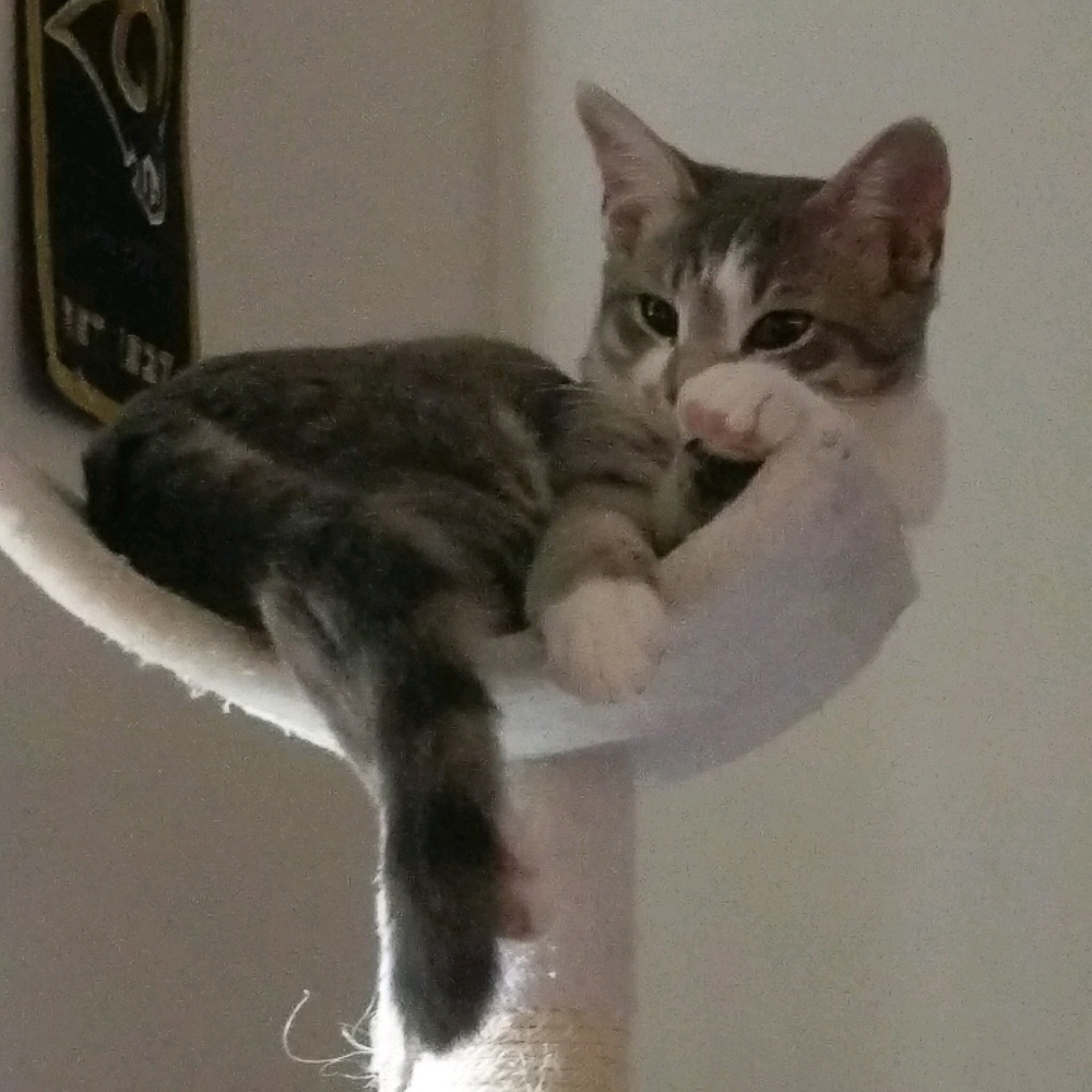 Meet your Posher, Meredith