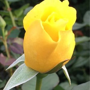 Meet your Posher, Katia