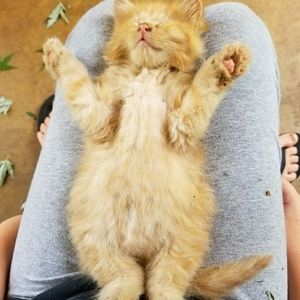 Meet your Posher, Carol