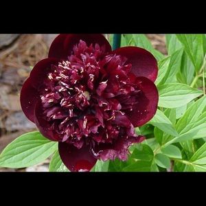 Meet your Posher, Daryanaz