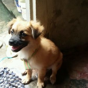 Meet your Posher, Nes