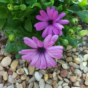 Meet your Posher, Ladonna