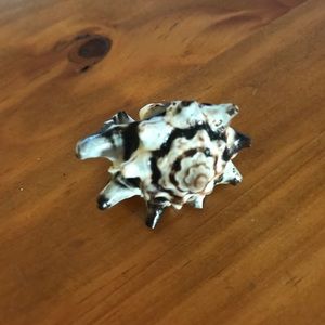 Seashell ring Seashell ring