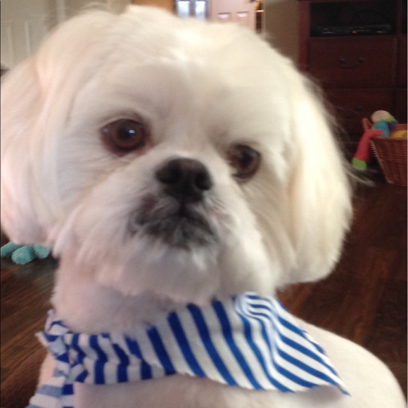 Meet your Posher, Ruthie - Picture 1 of 1