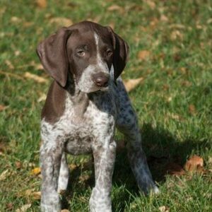 Meet your Posher, Blake