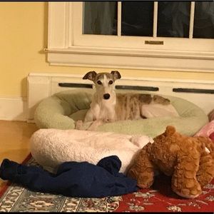 Meet your Posher, Anne