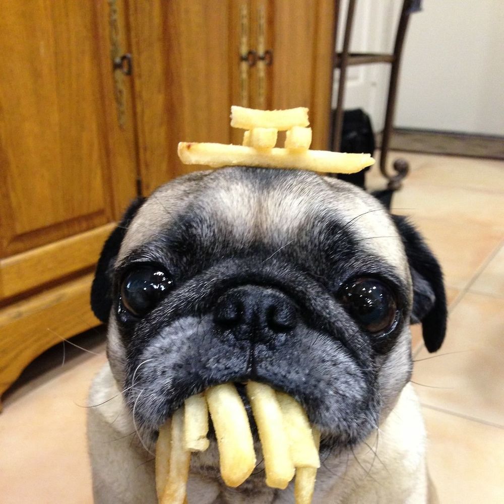 Meet your Posher, Mitzi