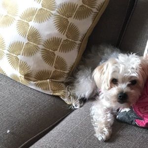 Meet your Posher, Joe