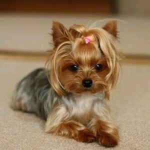 Meet your Posher, Sherry