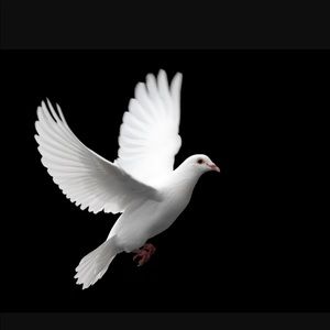 Meet your Posher, Jimmy