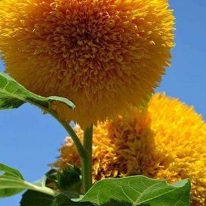 Meet your Posher, Cody