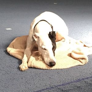 Meet your Posher, Helen