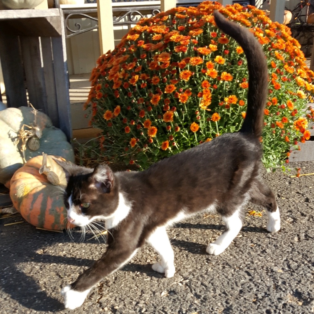 Meet your Posher, Pam