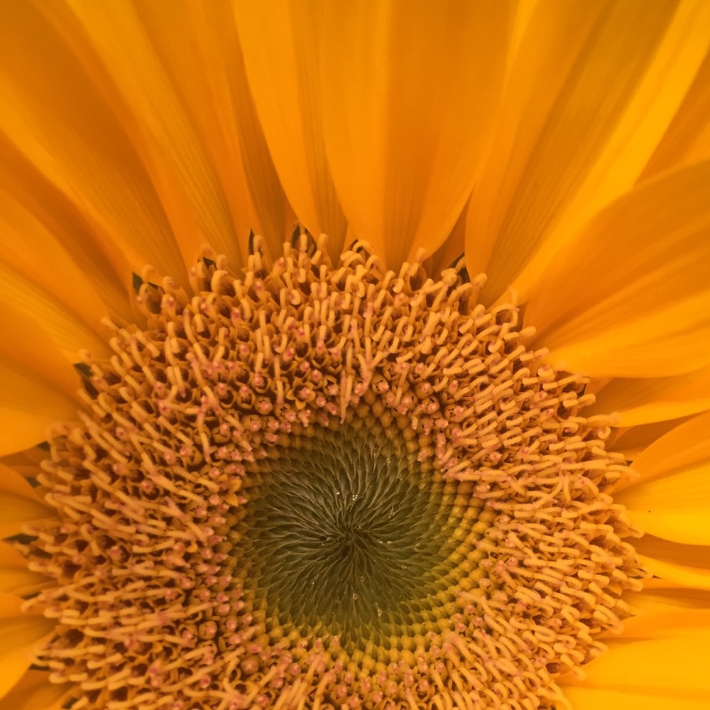 Meet your Posher, Rebecca