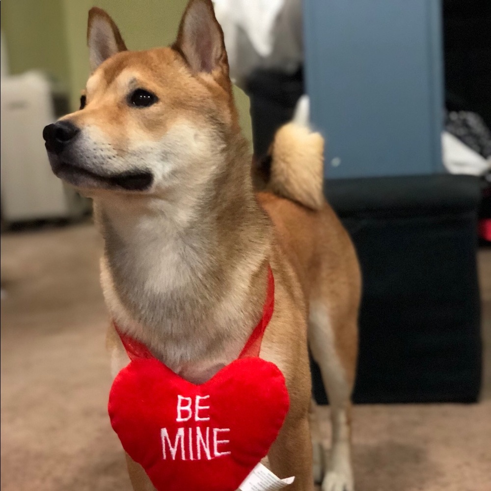 Meet your Posher, Alison