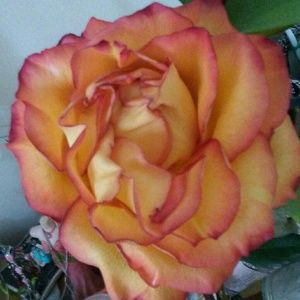 Meet your Posher, Marie