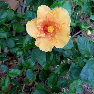 Meet your Posher, Dawn