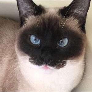 Meet your Posher, Molly