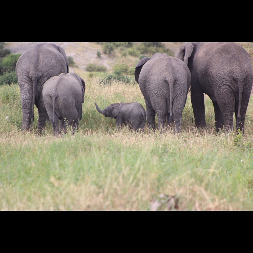 Meet your Posher, Hannah