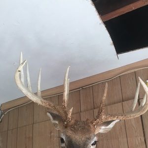 Meet your Posher, Austin