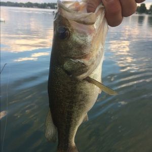 Meet your Posher, Rhody