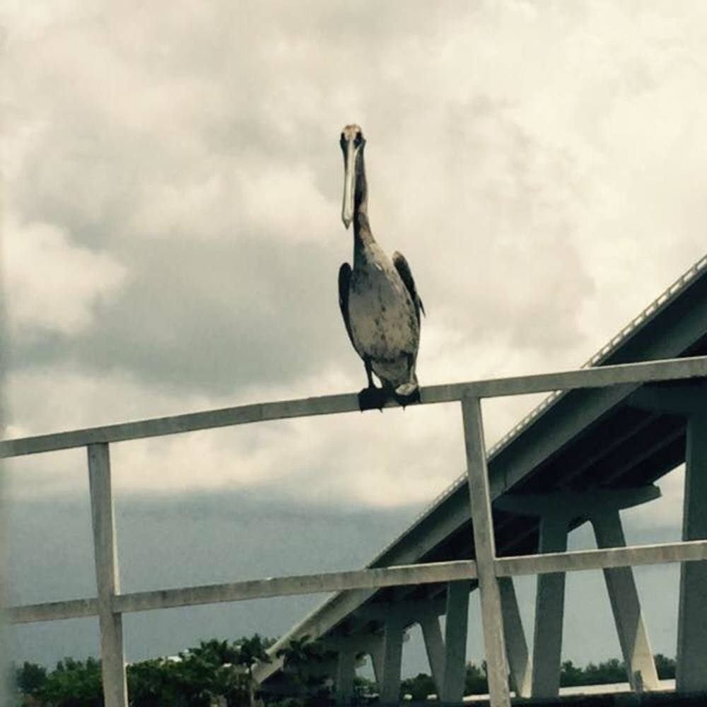 Meet your Posher, Alissa